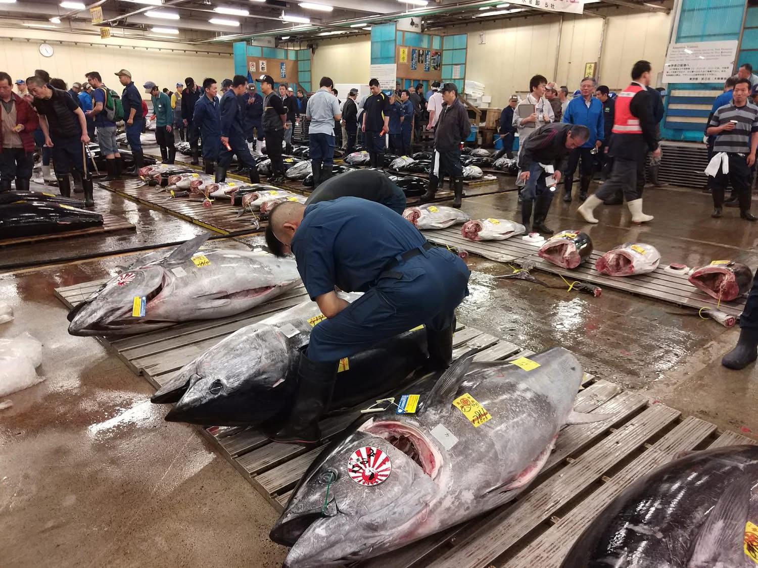 マグロの競り場